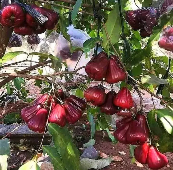 Dalhari_Chamba_Exotic_Fruit_Plant_Syzygium_Samarangense