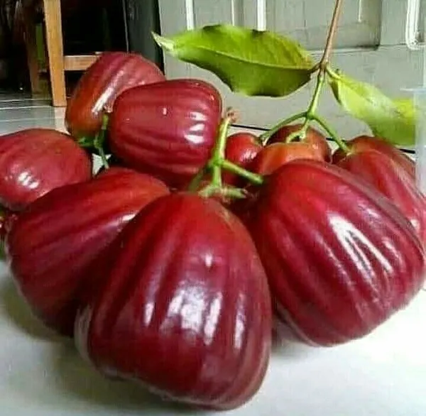Dalhari_Chamba_Exotic_Fruit_Plant_Syzygium_Samarangense