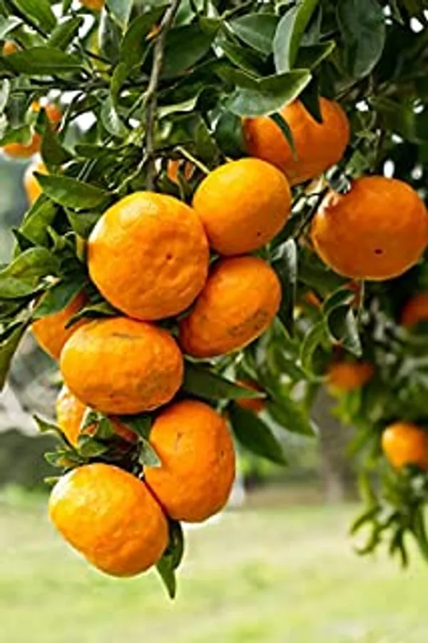Darjeeling_Sweet_Testy_Orange_Grafted_Fruit_Plant