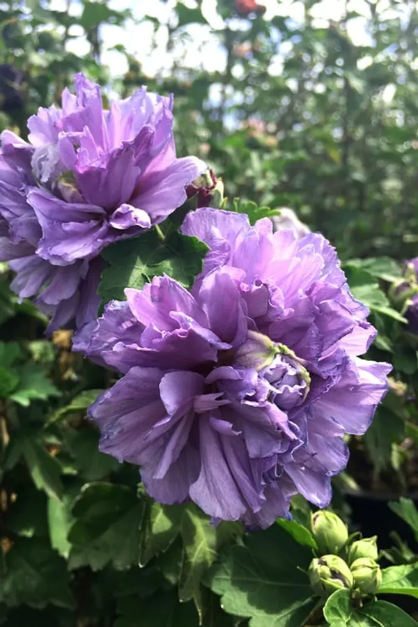 Imported_Blue_Hibiscus_(Hibiscus_syriacus)_–_Blue_Hardy_Rose_of_Sharon_Flower_Plant