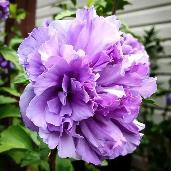 Imported_Blue_Hibiscus_(Hibiscus_syriacus)_–_Blue_Hardy_Rose_of_Sharon_Flower_Plant