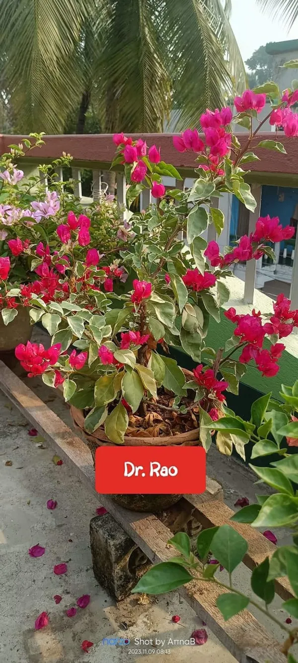 Deep_Pink_Bougainvillea_Flower_Plant_(Pack_Of_1)