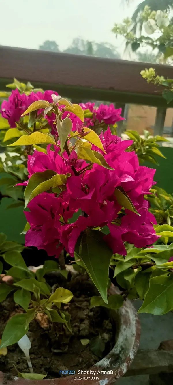 Deep_Pink_Bougainvillea_Flower_Plant_(Pack_Of_1)