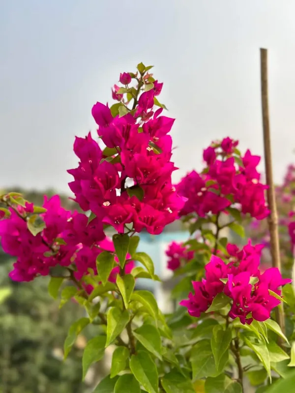Deep_Pink_Bougainvillea_Flower_Plant_(Pack_Of_1)
