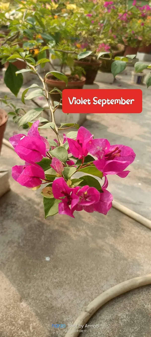 Deep_Pink_Bougainvillea_Flower_Plant_(Pack_Of_1)