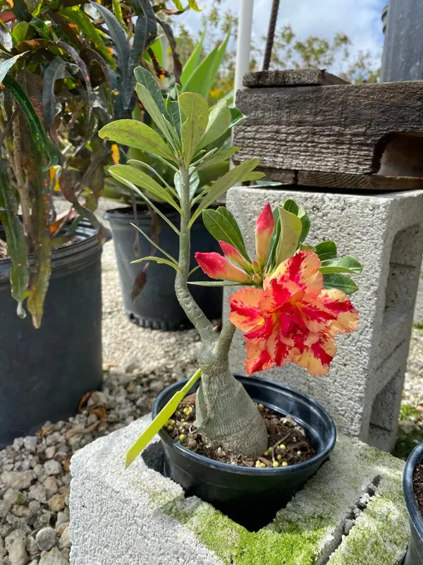 Desert_Rose_Variety_Adenium_(Grafted)_Flower_Plant_&_Tree_For_Home_Gardening_Bicolor_Adenium_Hybrid_Flower_Plant_(Pack_Of_1)