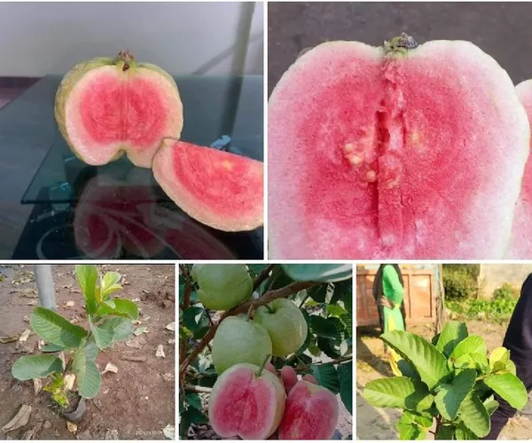 Dimond_(Grafted)_Red_Guava_1.5-3.5_Ft_Hybrid_Plant_(Pack_of_1)