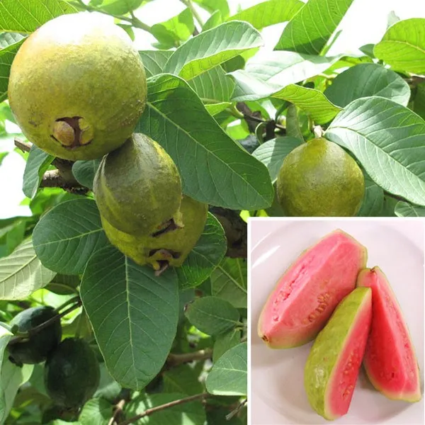 Dimond_(Grafted)_Red_Guava_1.5-3.5_Ft_Hybrid_Plant_(Pack_of_1)