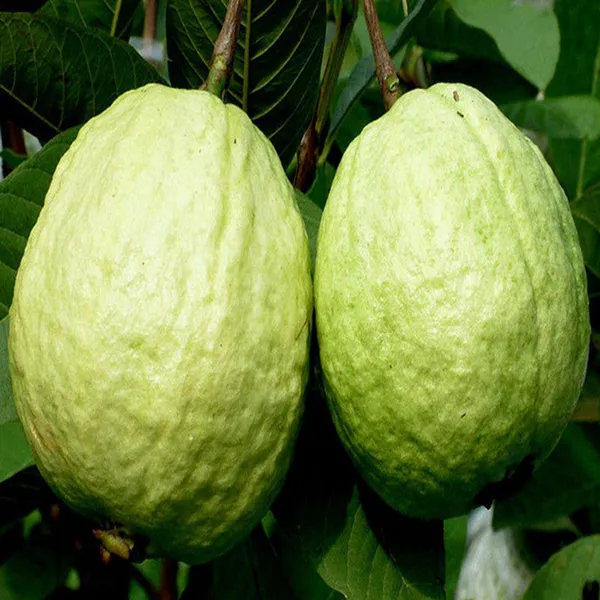 Dimond_(Grafted)_Red_Guava_1.5-3.5_Ft_Hybrid_Plant_(Pack_of_1)