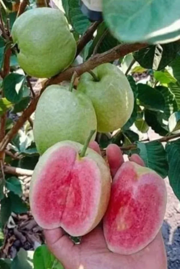 Dimond_(Grafted)_Red_Guava_1.5-3.5_Ft_Hybrid_Plant_(Pack_of_1)