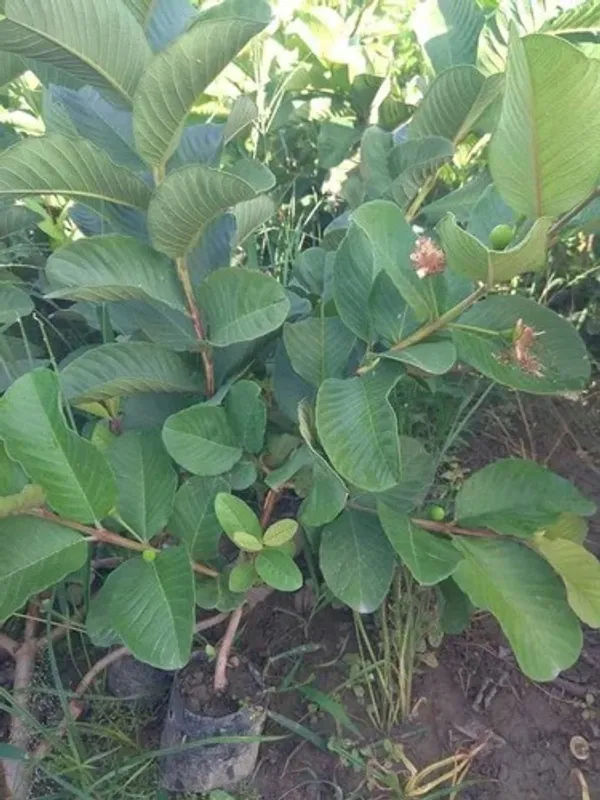 Dimond_(Grafted)_Red_Guava_1.5-3.5_Ft_Hybrid_Plant_(Pack_of_1)
