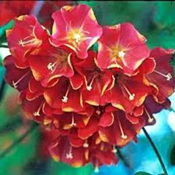 Dombeya_Red_Flowering_Plant