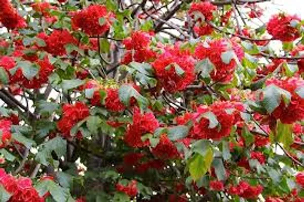 Dombeya_Red_Flowering_Plant