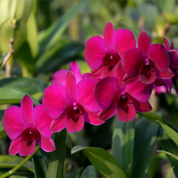 Dendrobium_ladda_red_(medium_size)