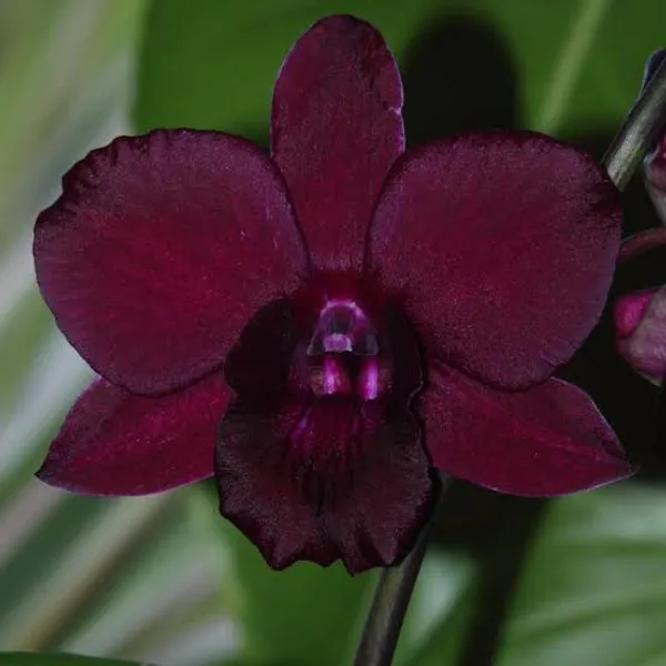 Dendrobium_Red_Maroon__(medium_size)