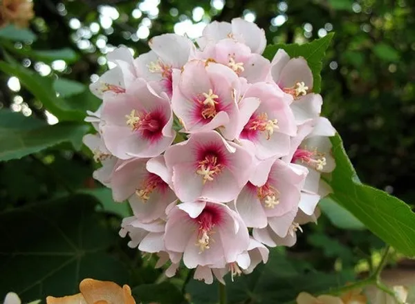 Dombeya_Flower_Plant_(Bey_Colour)