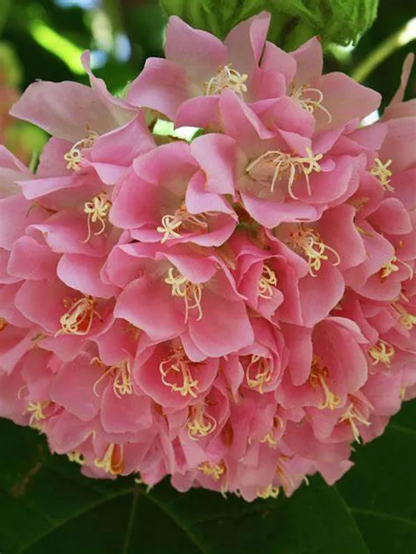 Dombeya_Pink_Flower_Plant_(Pack_Of_1)