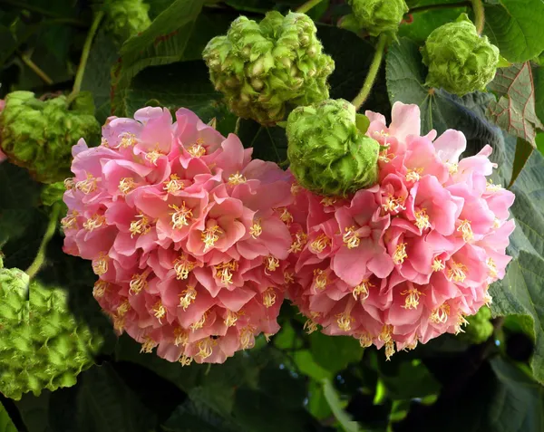 Dombeya_Pink_Flower_Plant_(Pack_Of_1)