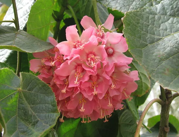 Dombeya_Pink_Flower_Plant_(Pack_Of_1)
