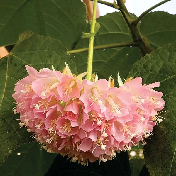 Dombeya_Pink_Flower_Plant_(Pack_Of_1)