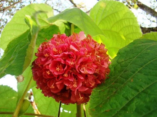 Dombeya_Red_Flower_Plant_(Pack_Of_1)