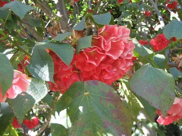 Dombeya_Red_Flower_Plant_(Pack_Of_1)