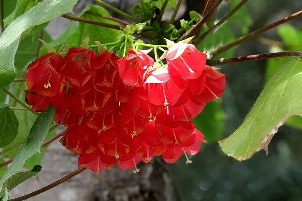 Dombeya_Red_Flower_Plant_(Pack_Of_1)