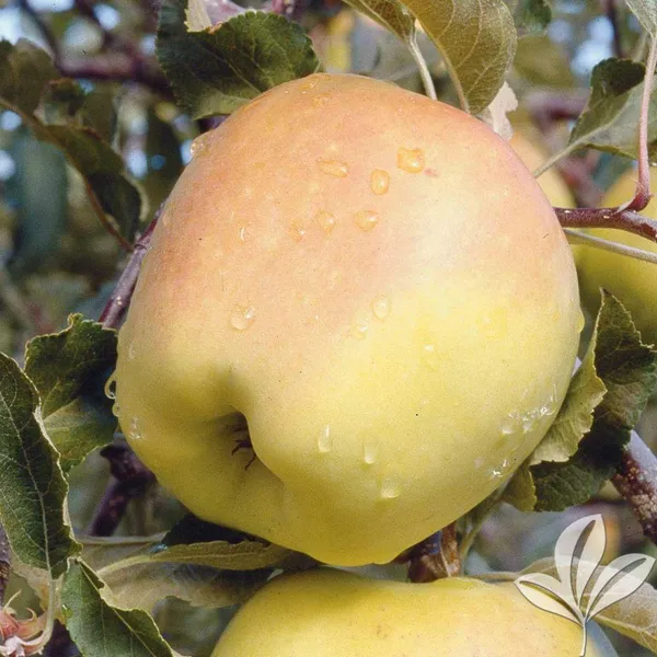 Dorsett_Golden_(Grafted)_Apple_Fruit_1.5-3.5_Ft_Hybrid_Plant_(Pack_of_1)