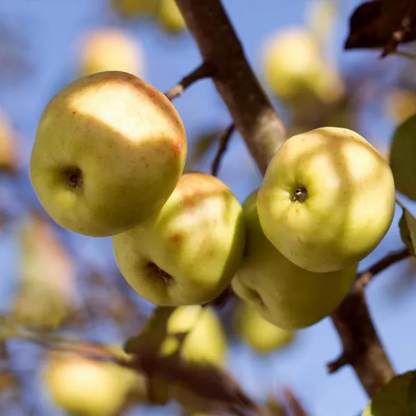 Dorsett_Golden_(Grafted)_Apple_Fruit_1.5-3.5_Ft_Hybrid_Plant_(Pack_of_1)