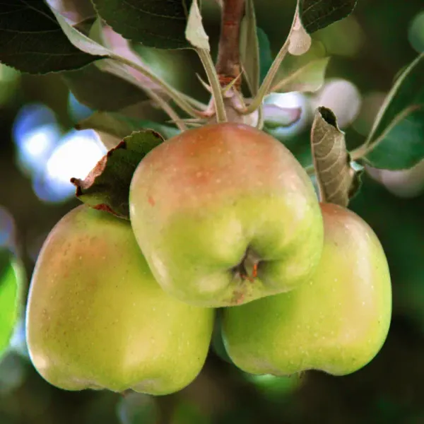 Dorsett_Golden_(Grafted)_Apple_Fruit_1.5-3.5_Ft_Hybrid_Plant_(Pack_of_1)