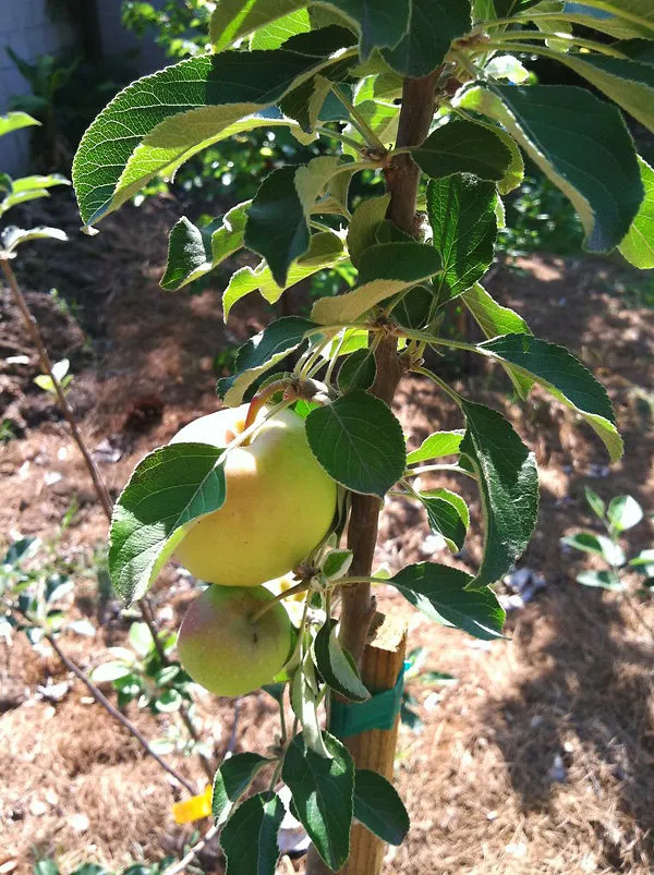 Dorsett_Golden_(Grafted)_Apple_Fruit_1.5-3.5_Ft_Hybrid_Plant_(Pack_of_1)