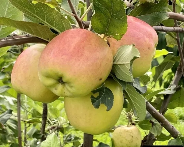 Dorsett_Golden_(Grafted)_Apple_Fruit_1.5-3.5_Ft_Hybrid_Plant_(Pack_of_1)