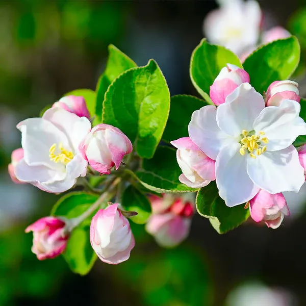 Dorsett_Golden_(Grafted)_Apple_Fruit_1.5-3.5_Ft_Hybrid_Plant_(Pack_of_1)