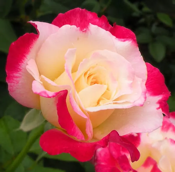 Double_Patel_Dutch_Rose_Flower_Plant_(Pack_Of_1)