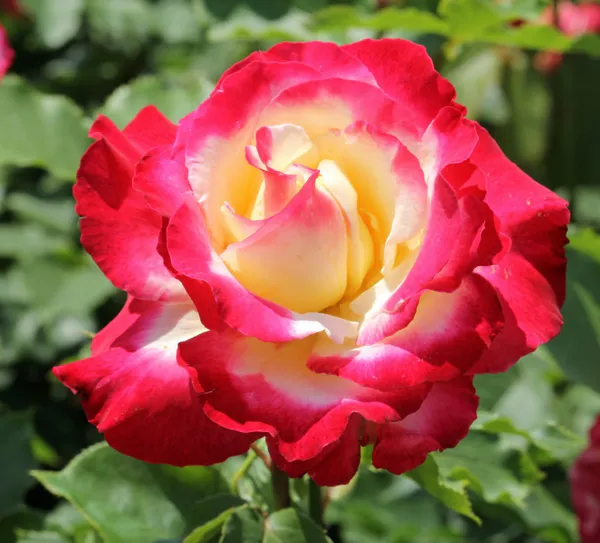 Double_Patel_Dutch_Rose_Flower_Plant_(Pack_Of_1)