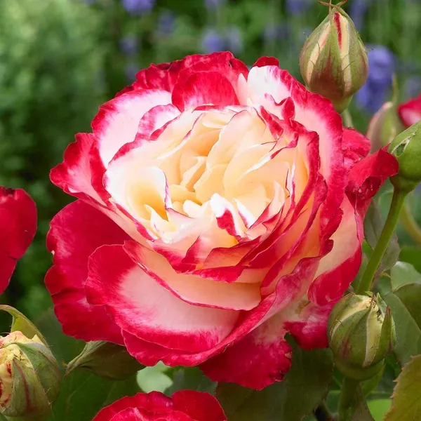 Double_Patel_Dutch_Rose_Flower_Plant_(Pack_Of_1)
