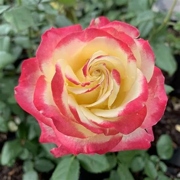 Double_Patel_Dutch_Rose_Flower_Plant_(Pack_Of_1)
