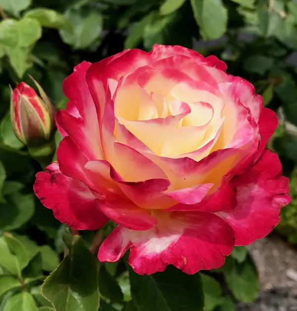 Double_Patel_Dutch_Rose_Flower_Plant_(Pack_Of_1)