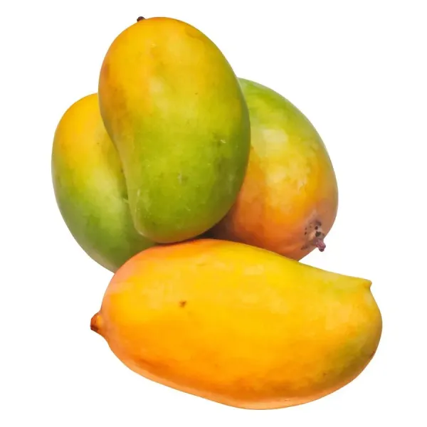 Keshari_Mango_Plant_Grafted_Hybrid
