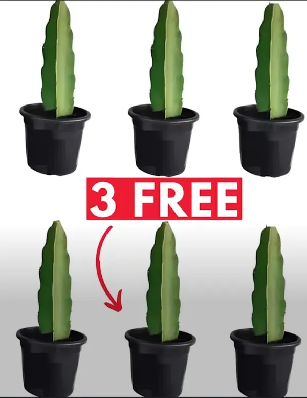 Dragon_Fruit_Combo_Pack_Of_6_|_Hybrid_Plant__(1.5-2_Feet_Height)