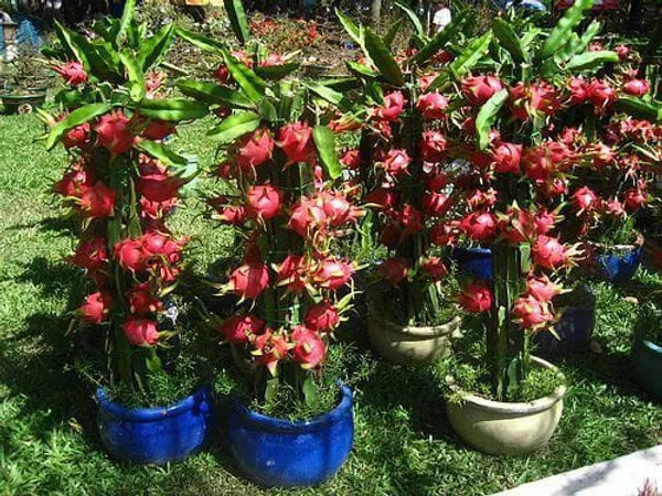 Dragon_Fruit_Combo_Pack_Of_6_|_Hybrid_Plant__(1.5-2_Feet_Height)