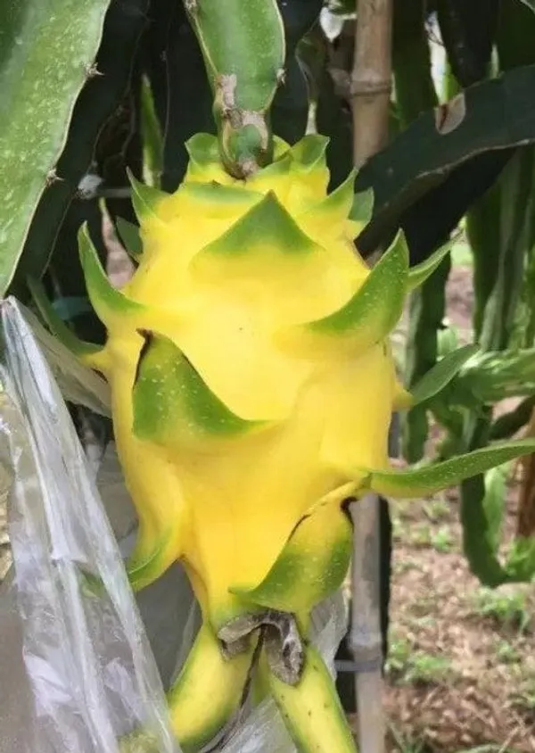 Dragon_Fruit_Combo_Pack_Of_6_|_Hybrid_Plant__(1.5-2_Feet_Height)