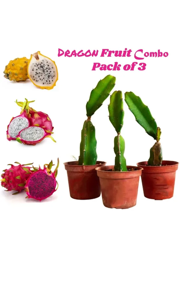 Pack_Of_3_Combo_Dragon_Fruit_Hybrid_Plant