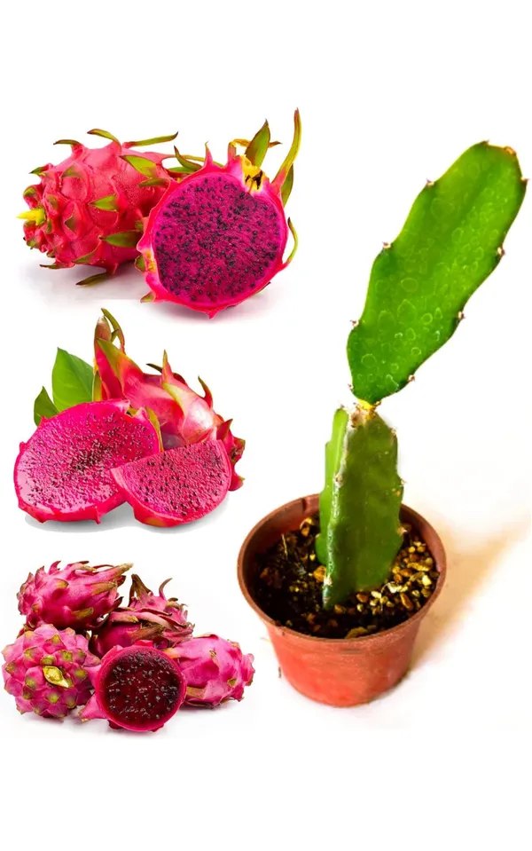 Thailand_Variety_Red_Dragon_Fruit_Hybrid_Plant