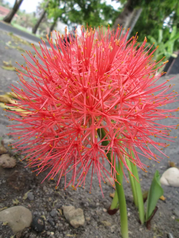 Dragon_Lily/Blood_Lily/Football_Lily_Flowering_Bulbs_For_Sweet_Home_Garden_Well_Watered_Hybrid_Bulbs_(Pack_Of_1)