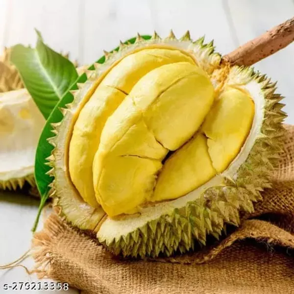 Durian_Fruit_Plant_(1.5-2_Feet_Height_Pack_Of_1)
