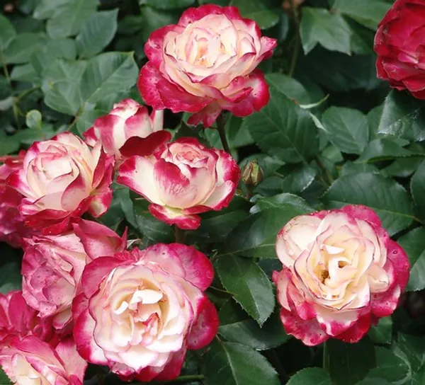 Dutch_Double_Patel_Rose_Flower_1.5-3.5_Ft_Plant_(Pack_Of_1)