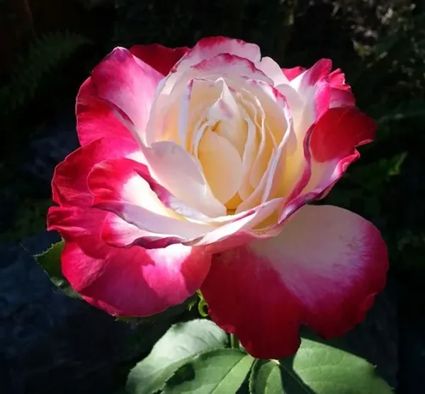 Dutch_Double_Patel_Rose_Flower_1.5-3.5_Ft_Plant_(Pack_Of_1)