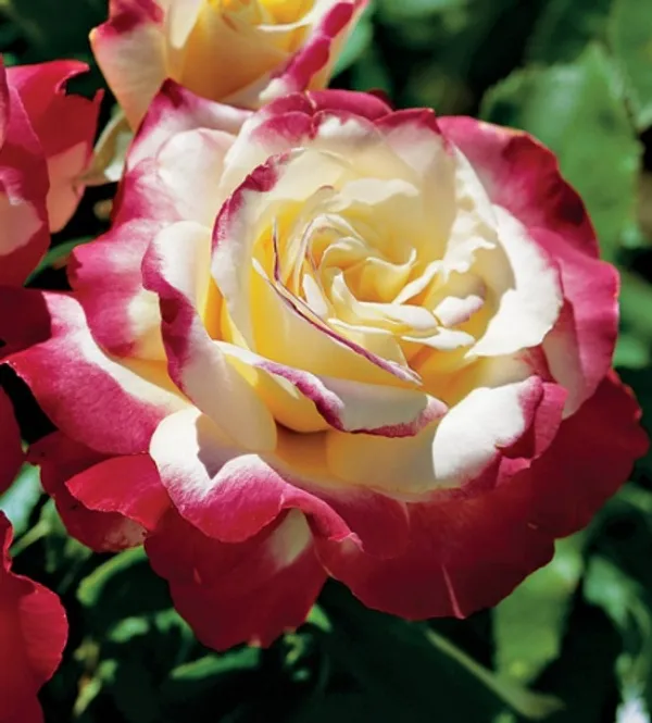 Dutch_Double_Patel_Rose_Flower_1.5-3.5_Ft_Plant_(Pack_Of_1)