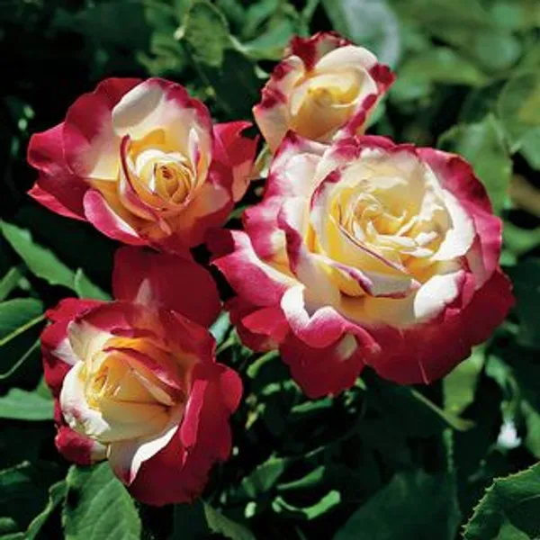 Dutch_Double_Patel_Rose_Flower_1.5-3.5_Ft_Plant_(Pack_Of_1)